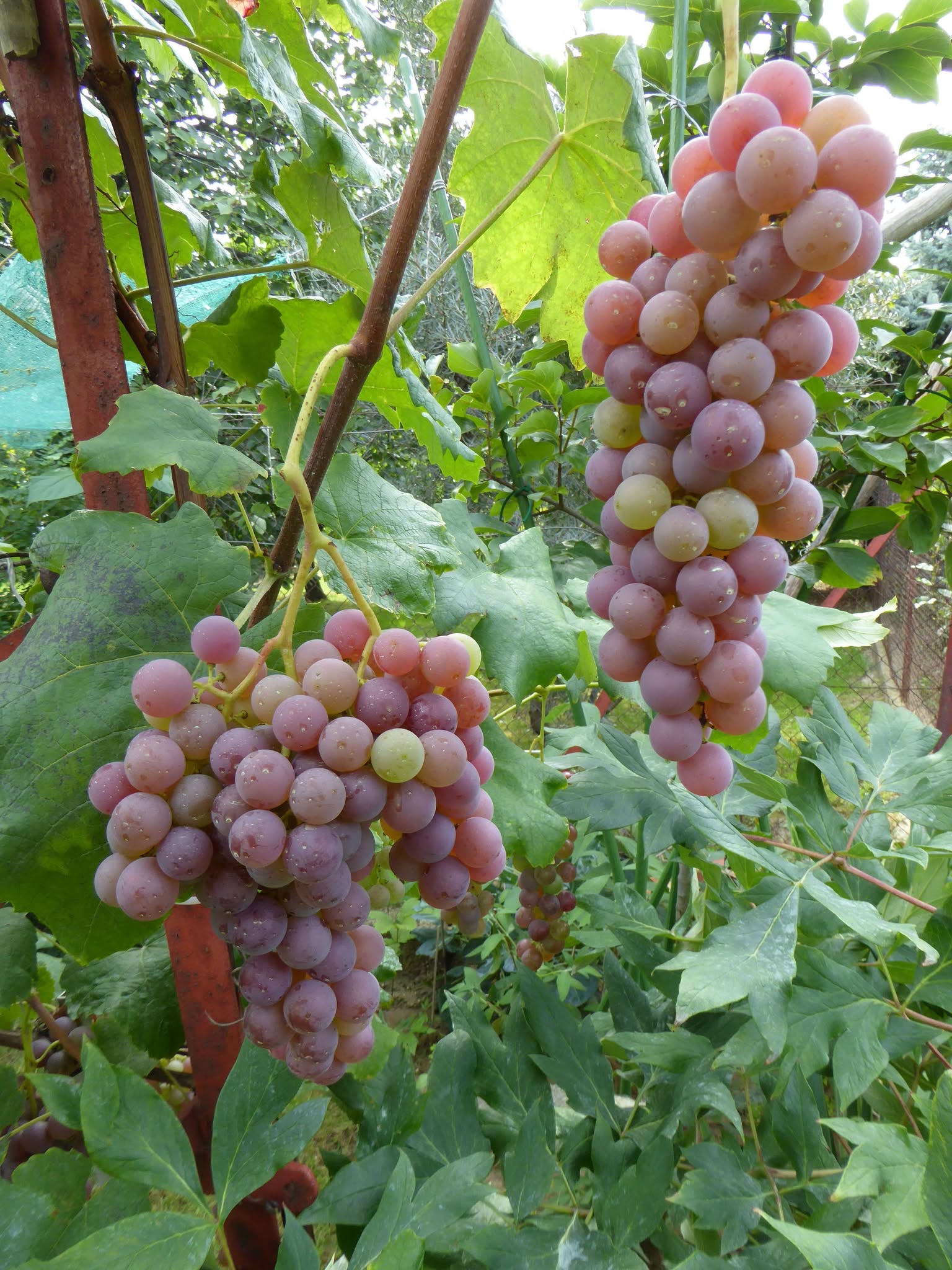 Vinič ‘Karkulka’ – ružové hrozno